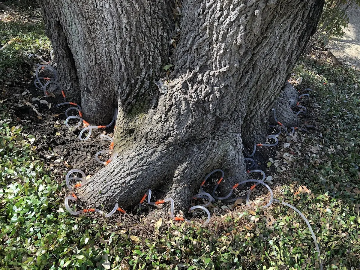 Detailed Tree Cabling and Bracing job site in Spade