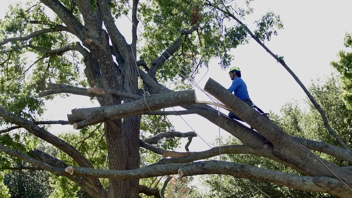 Professional Crown Thinning performed by certified arborists in Spade